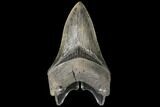 Serrated, Fossil Megalodon Tooth - Lower Tooth #134280-1